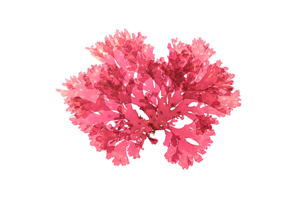 Astaxanthin